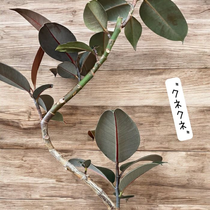 観葉植物現品販売