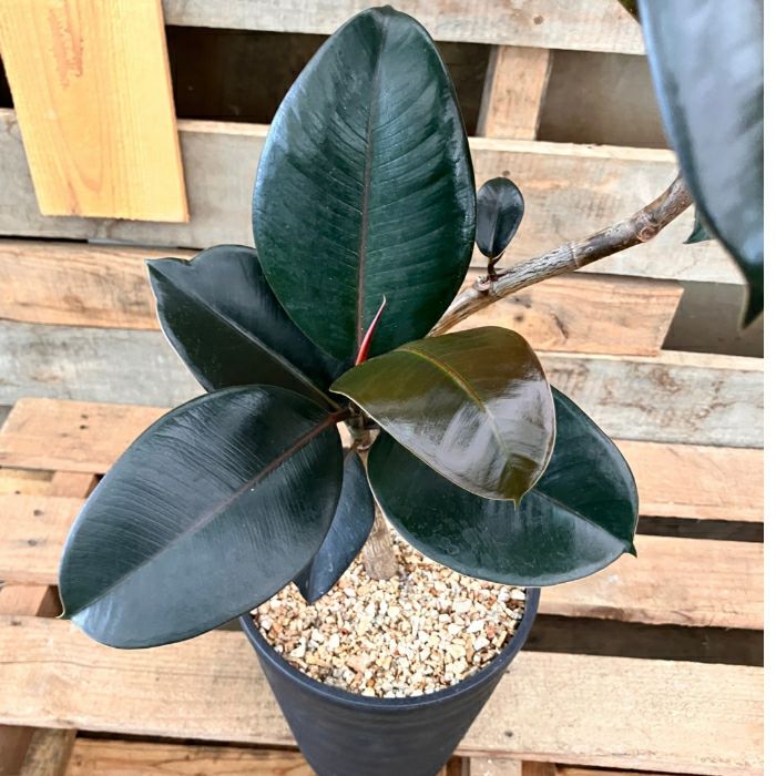 観葉植物現品販売