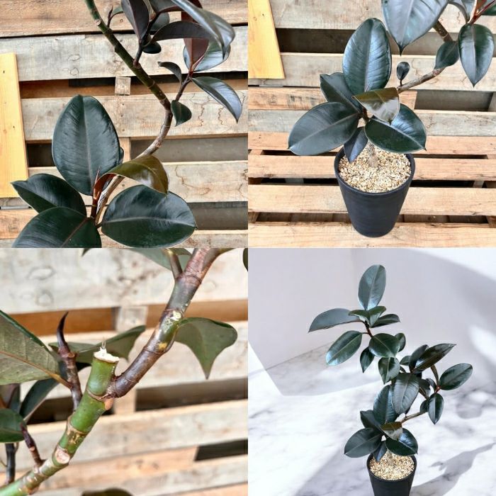 観葉植物現品販売