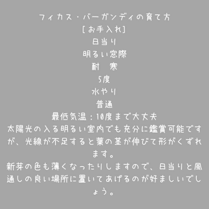 観葉植物現品販売