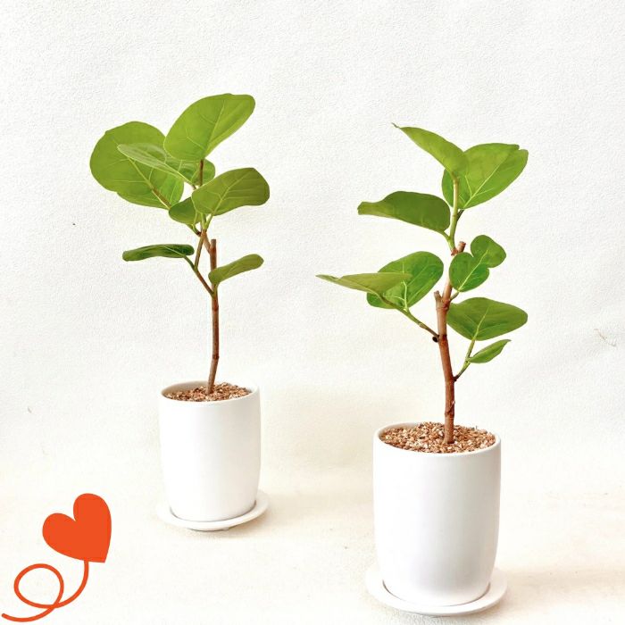 観葉植物現品販売
