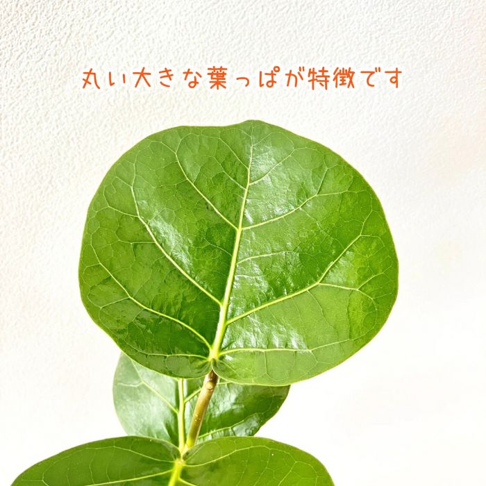 観葉植物現品販売