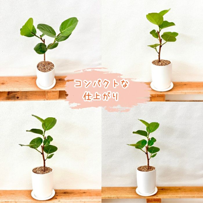 観葉植物現品販売