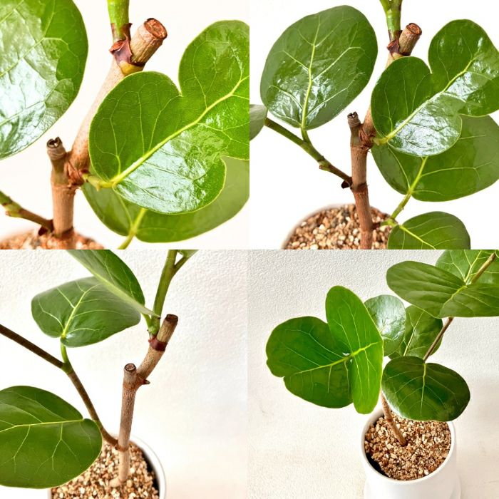 観葉植物現品販売