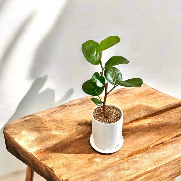 観葉植物現品販売