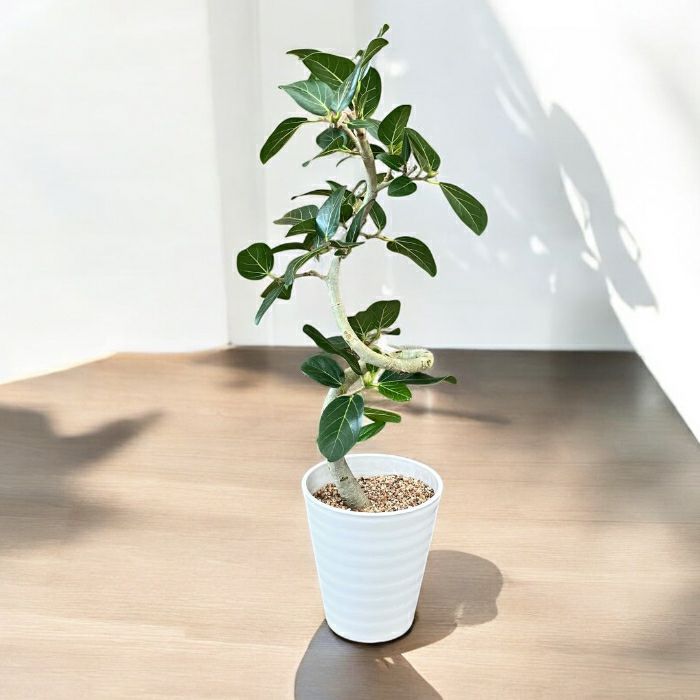 観葉植物現品販売