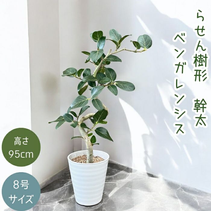 観葉植物現品販売