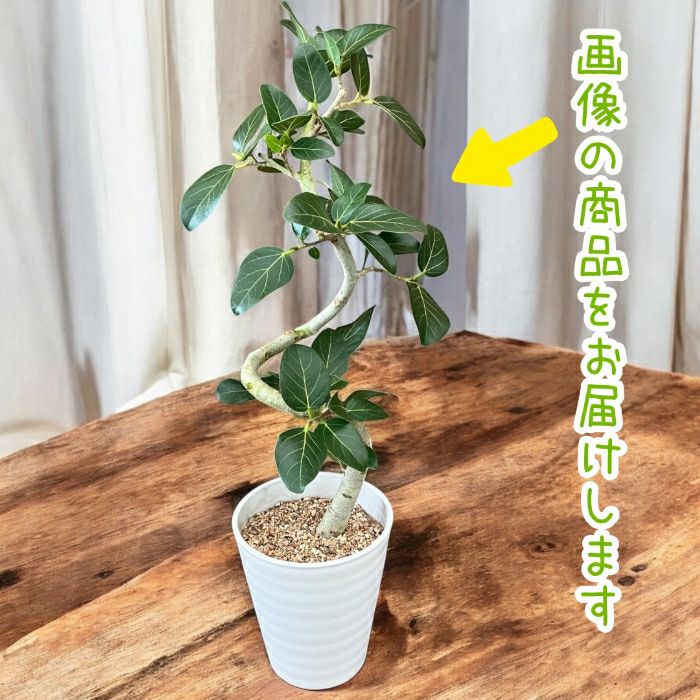 観葉植物現品販売