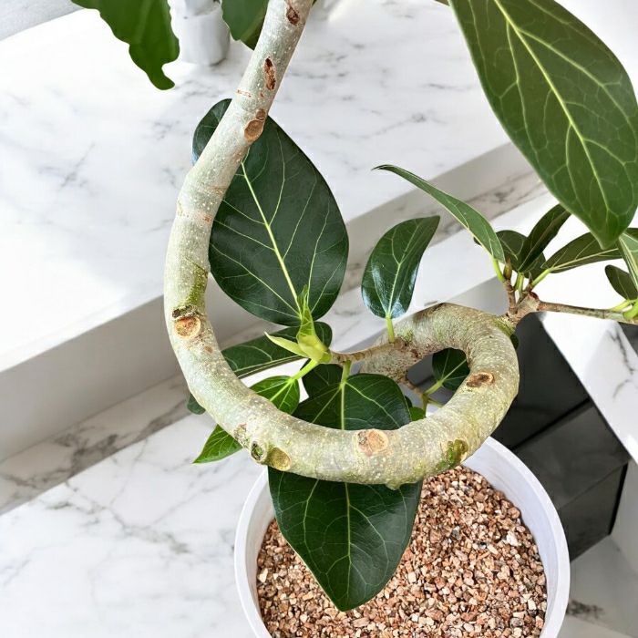 観葉植物現品販売