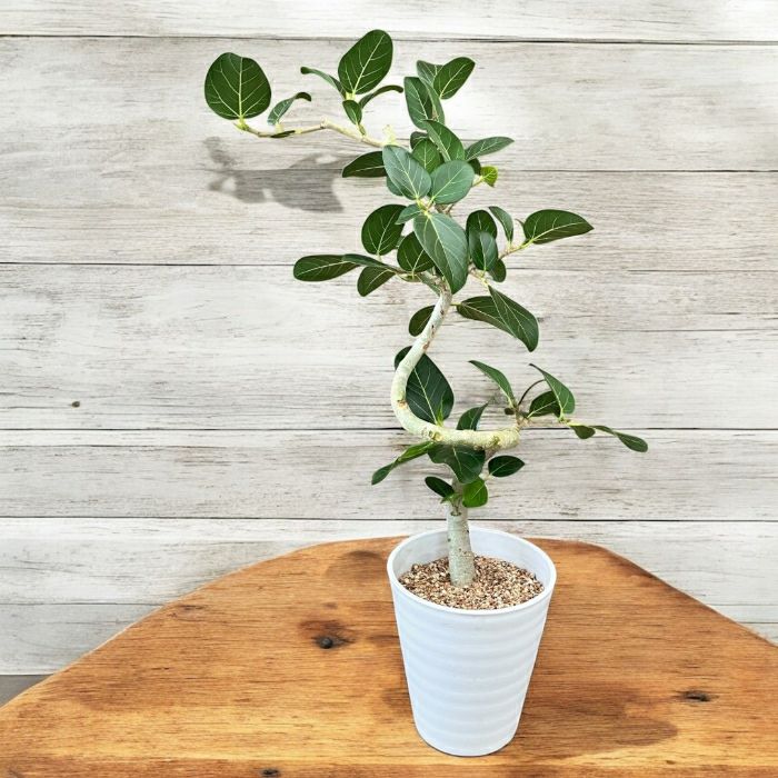 観葉植物現品販売