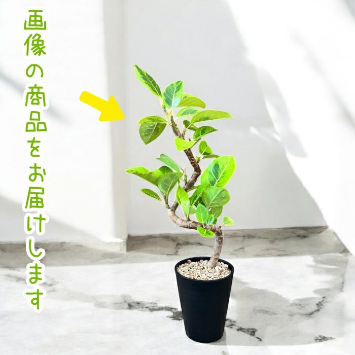 観葉植物現品販売