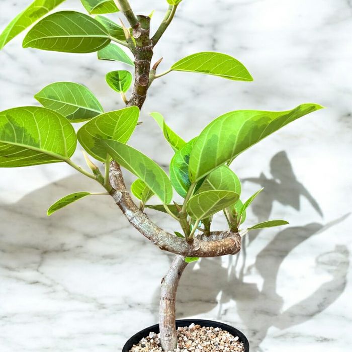 観葉植物現品販売