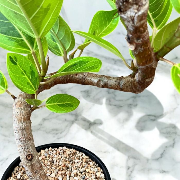 観葉植物現品販売