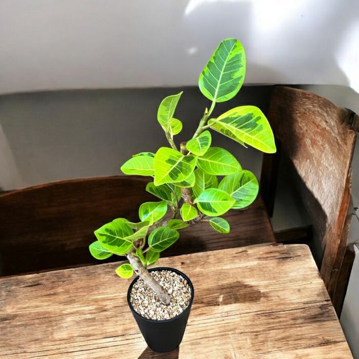 観葉植物現品販売