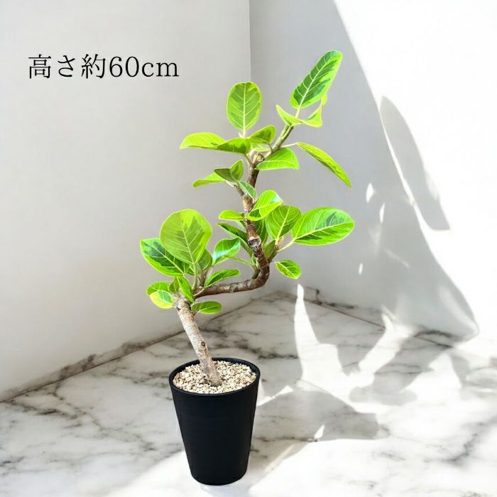 観葉植物現品販売