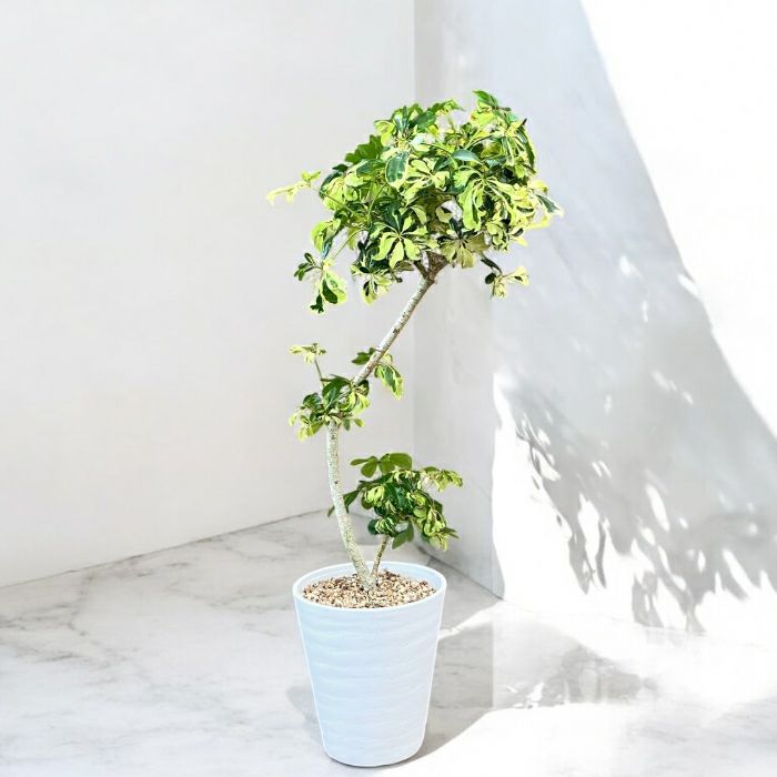 観葉植物現品販売