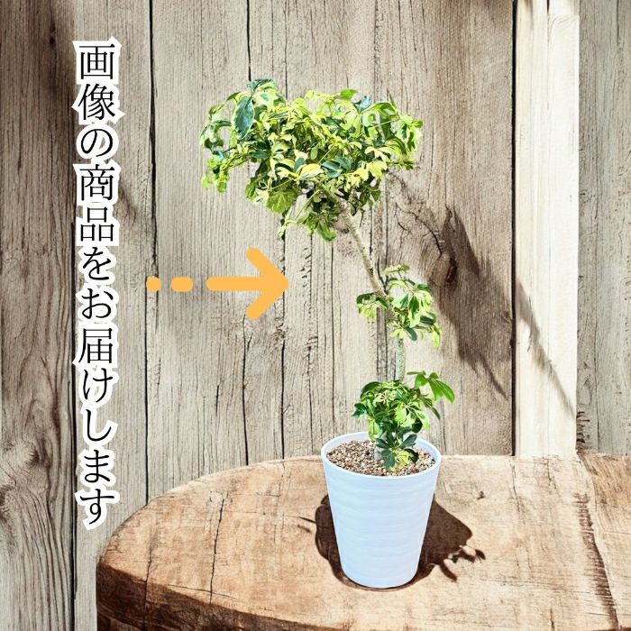 シェフレラ ジェニーネ 希少品種‼️ シェフレラ・ジェニーネ