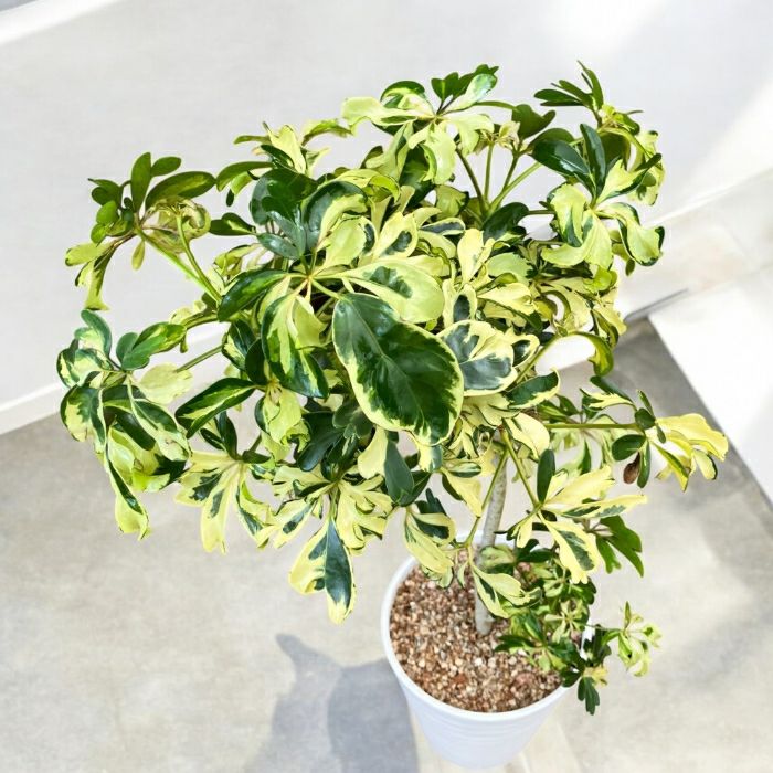 観葉植物現品販売