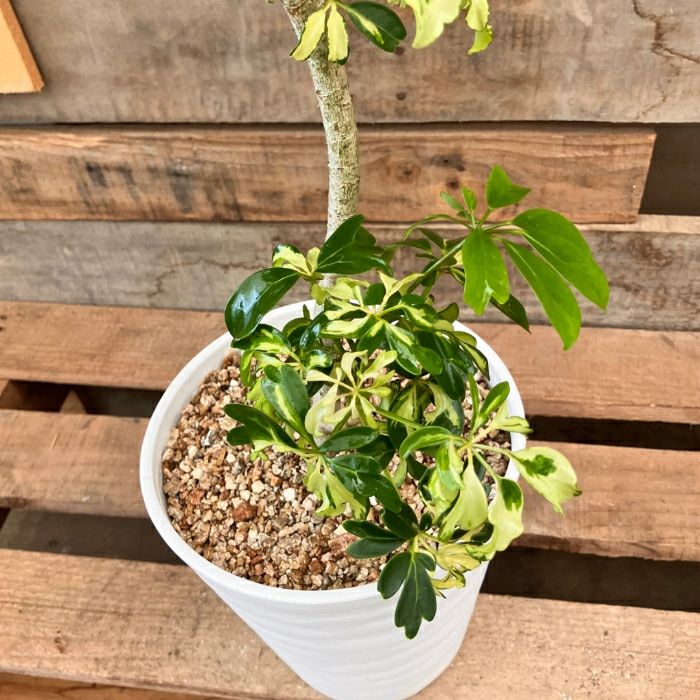 観葉植物現品販売