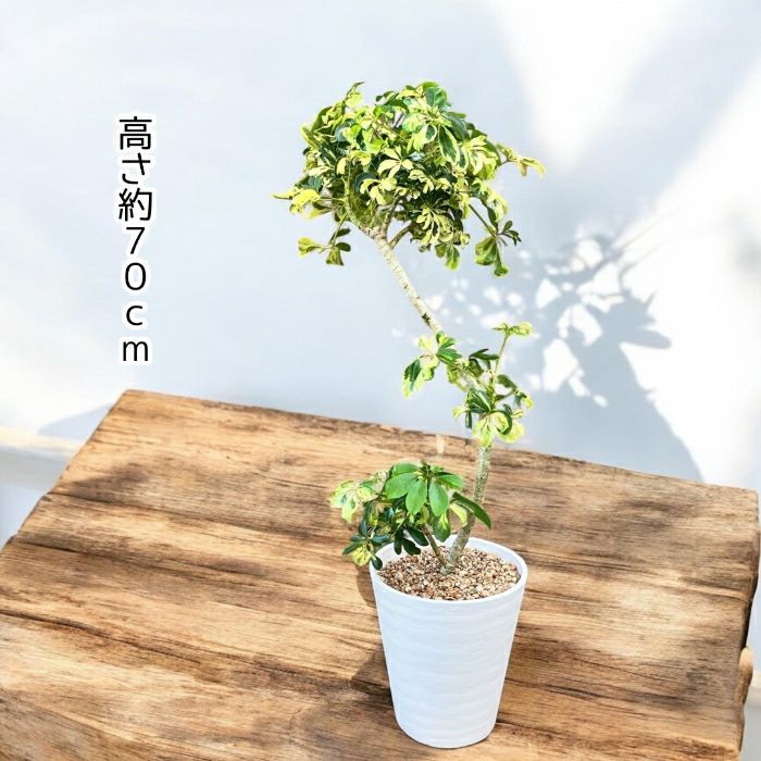 観葉植物現品販売