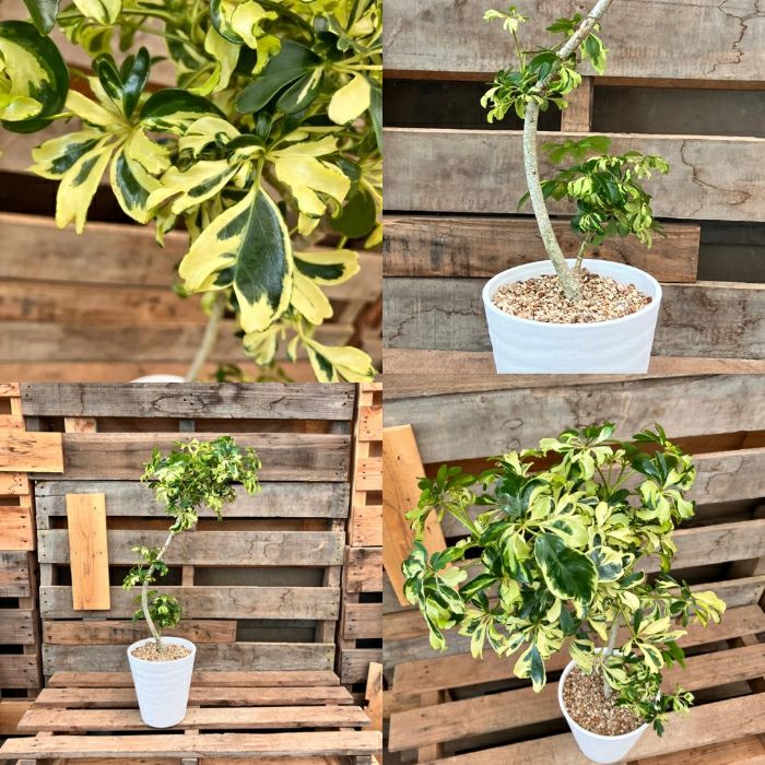 観葉植物現品販売