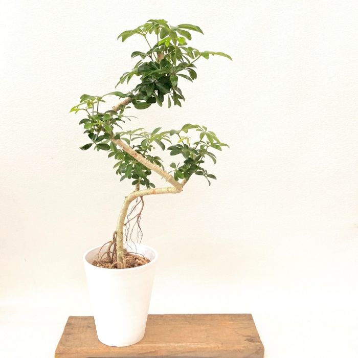 観葉植物現品販売