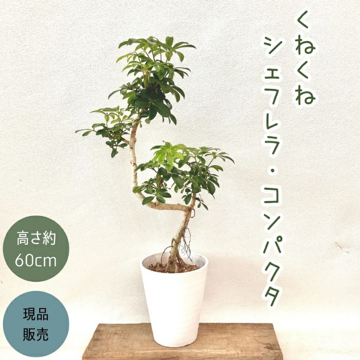 観葉植物現品販売