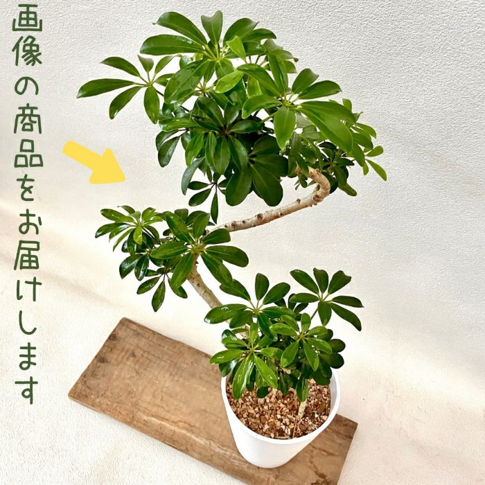 観葉植物現品販売