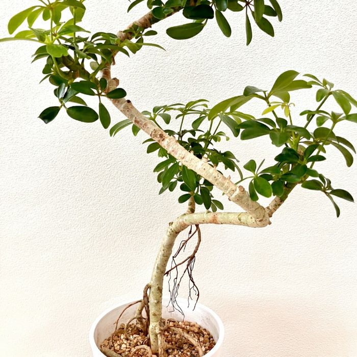 観葉植物現品販売