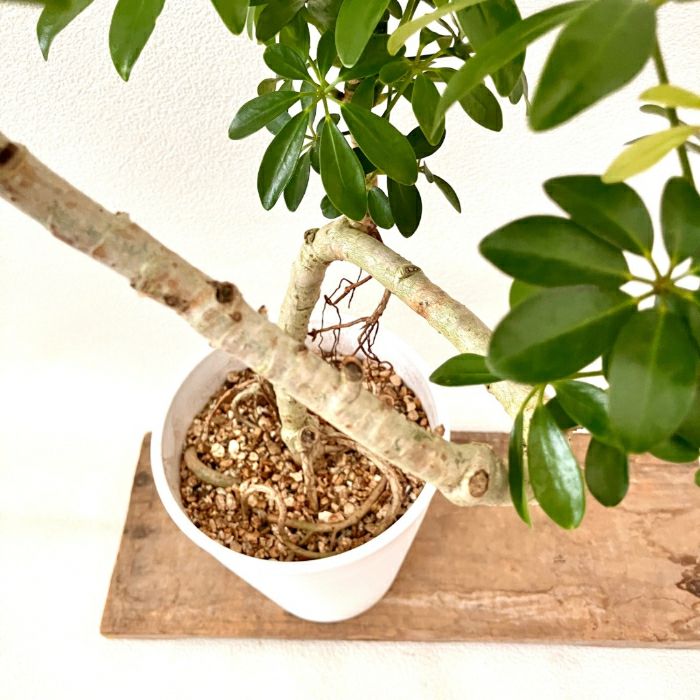 観葉植物現品販売