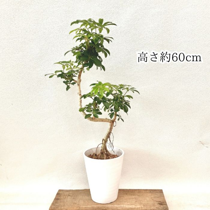 観葉植物現品販売