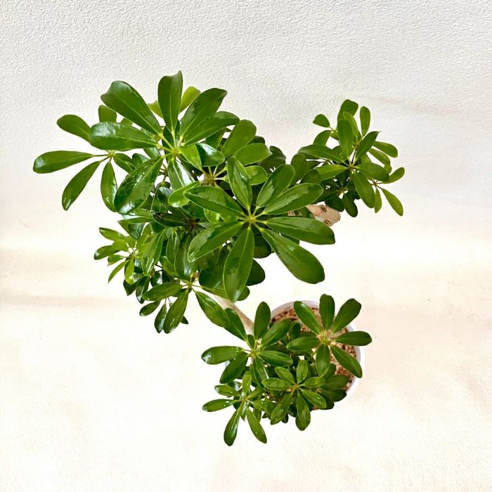 観葉植物現品販売