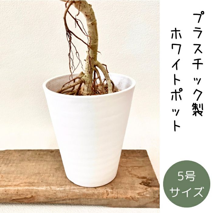 観葉植物現品販売