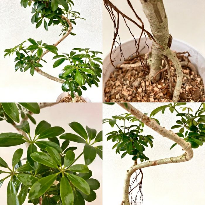 観葉植物現品販売