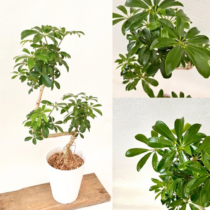 観葉植物現品販売