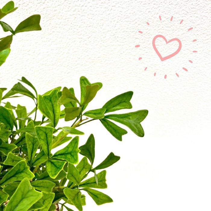 観葉植物現品販売