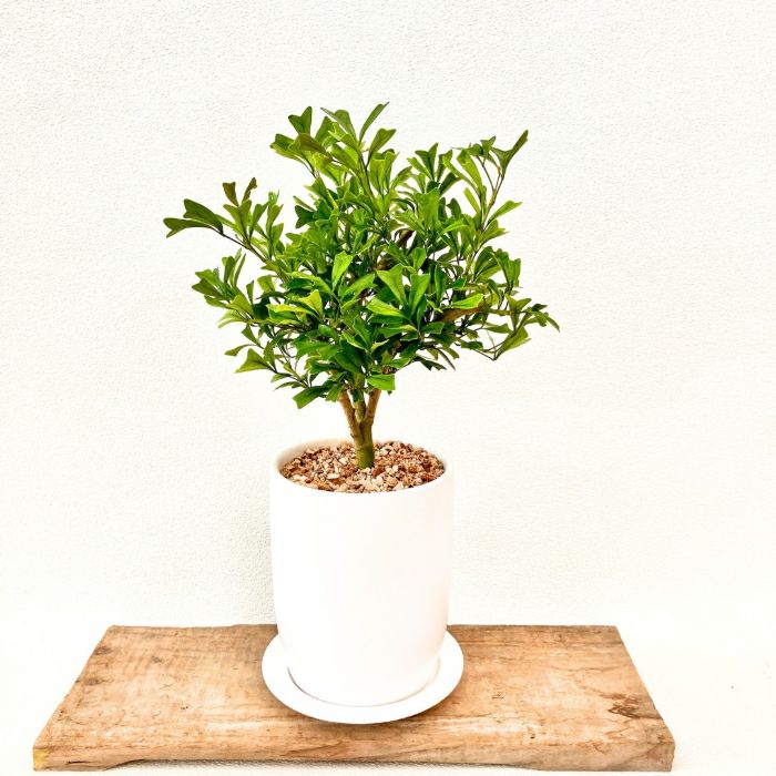 観葉植物現品販売