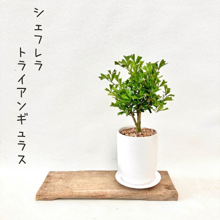 観葉植物現品販売