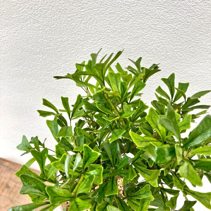 観葉植物現品販売