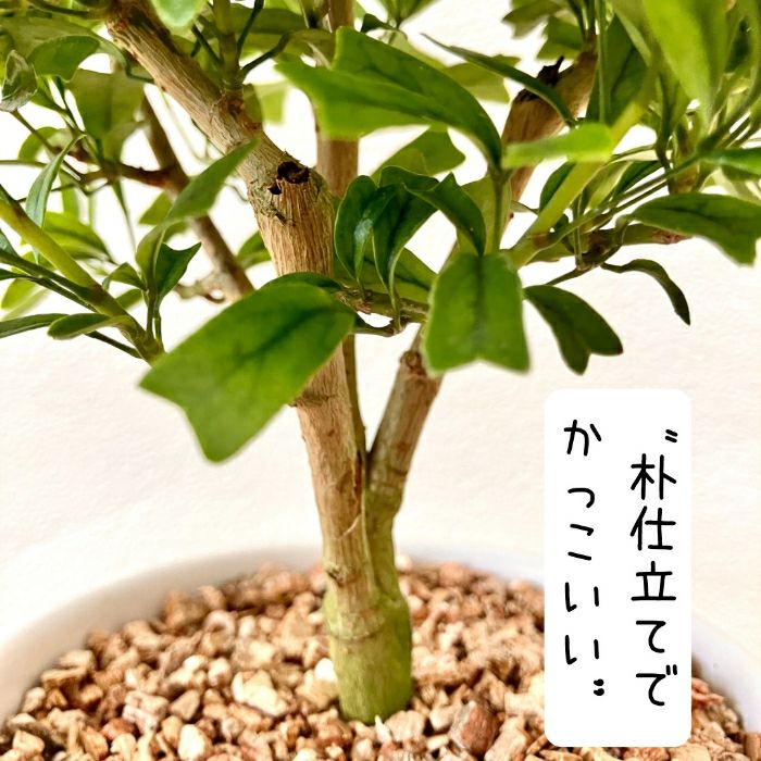 観葉植物現品販売