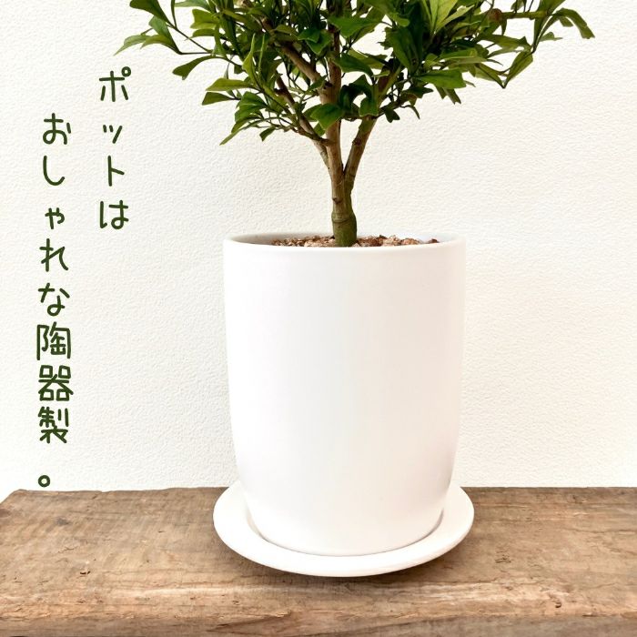 観葉植物現品販売