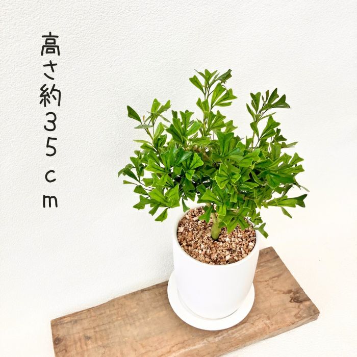観葉植物現品販売