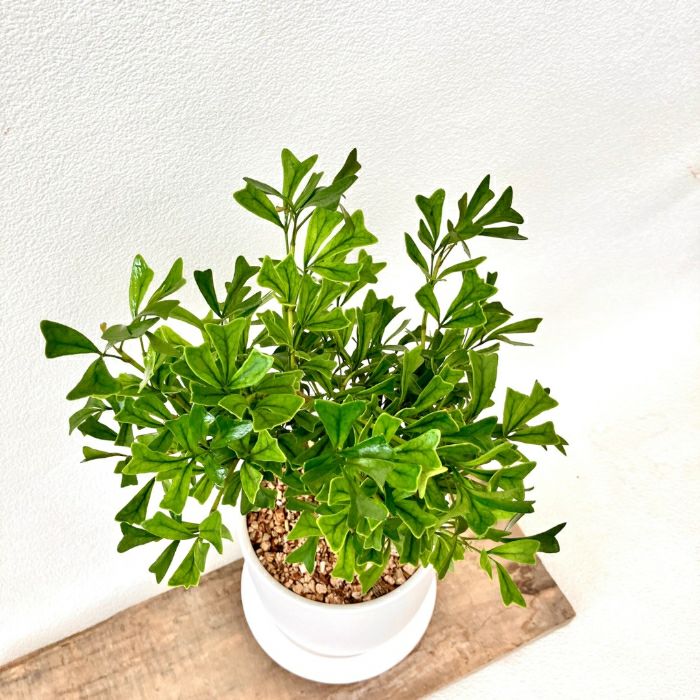 観葉植物現品販売