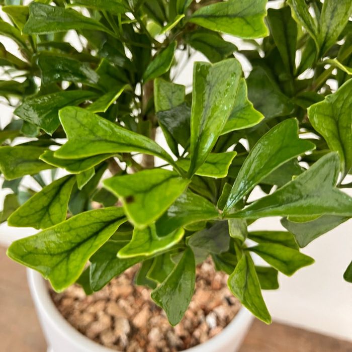 観葉植物現品販売