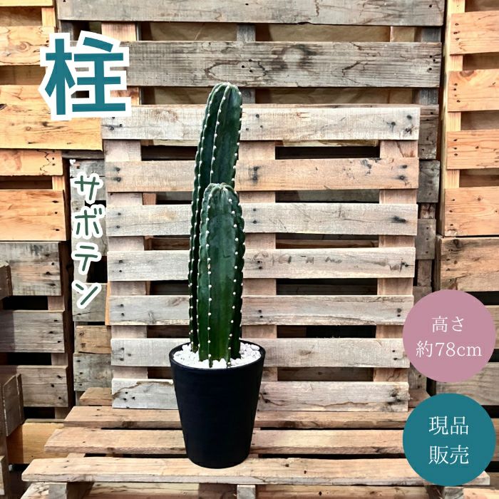 観葉植物現品販売