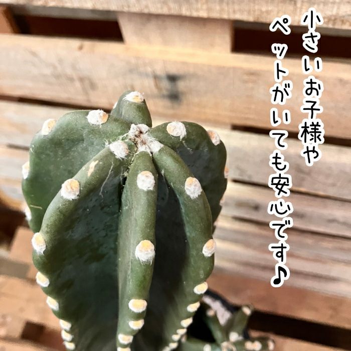 観葉植物現品販売