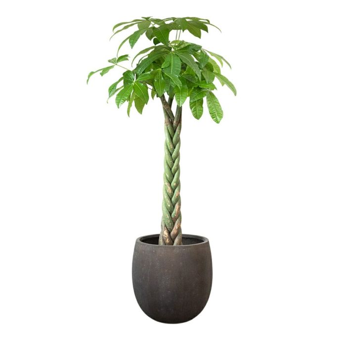 パキラ 10号鉢 ファイバーストーン(陶器)鉢カバー付き 観葉植物 本物