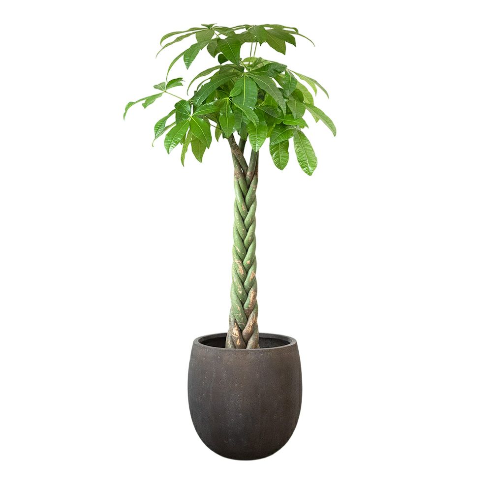 パキラ 10号鉢 ファイバーストーン(陶器)鉢カバー付き 観葉植物 本物