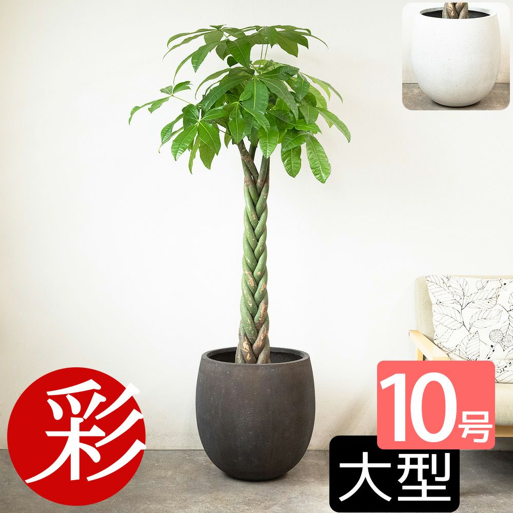 パキラ 10号鉢 ファイバーストーン(陶器)鉢カバー付き 観葉植物 本物