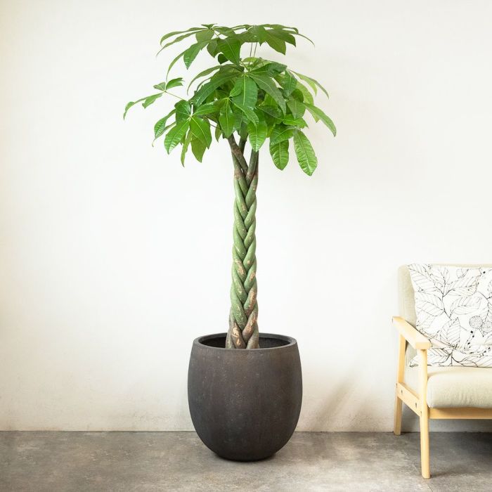 パキラ 10号鉢 ファイバーストーン(陶器)鉢カバー付き 観葉植物 本物